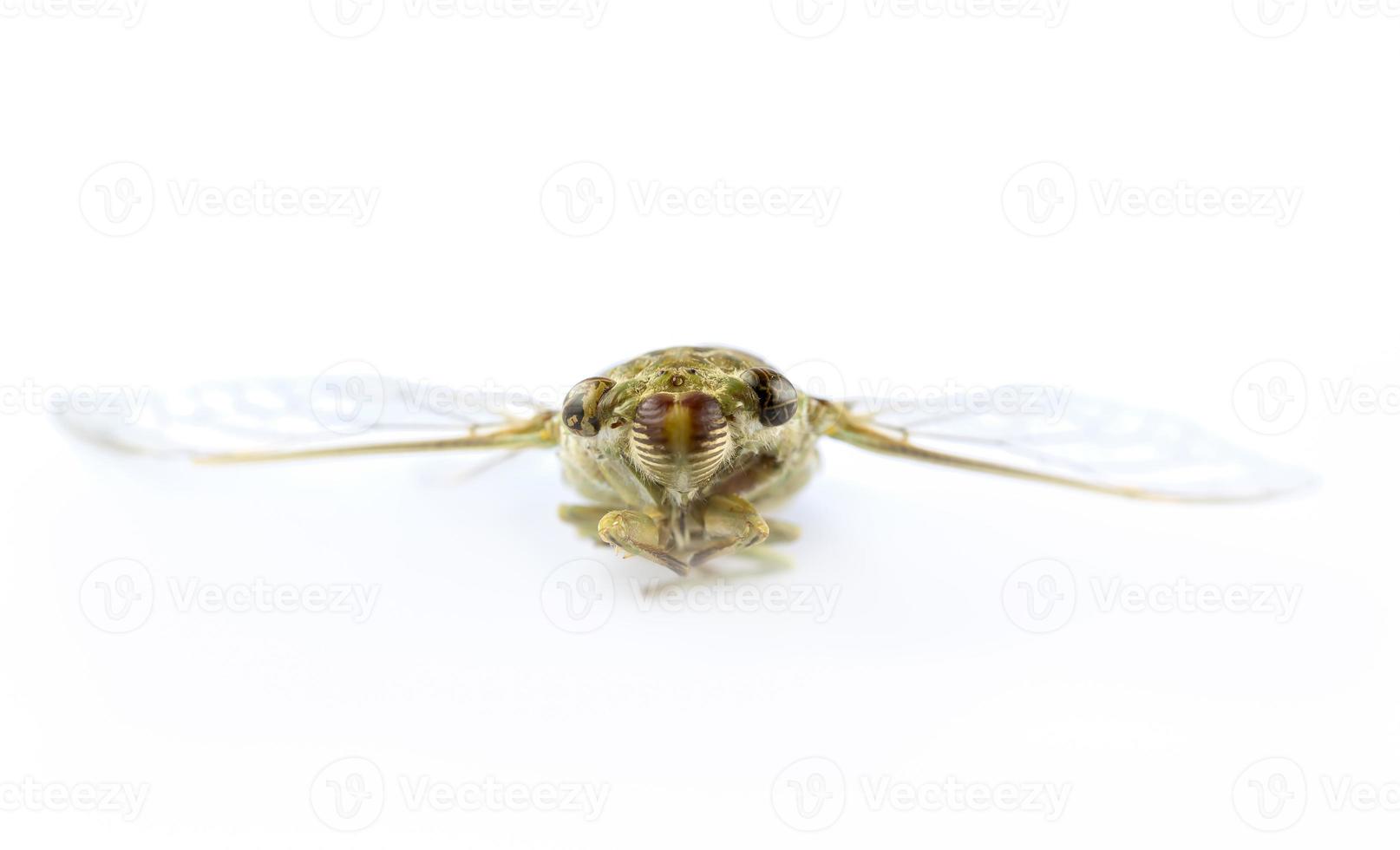 cicada insect photo