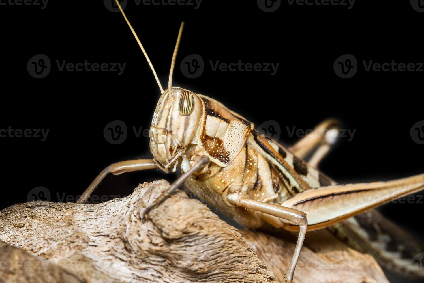 Big Grasshopper photo