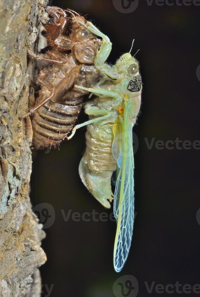 New-born cicada photo