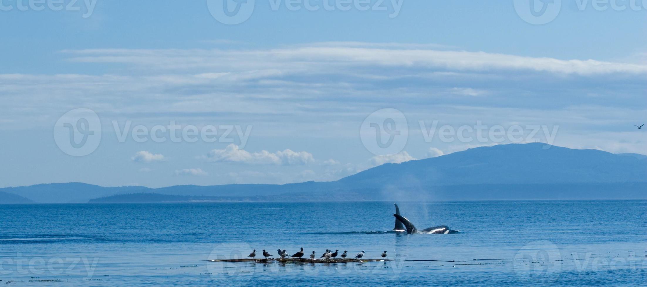 Watching the Orca's photo