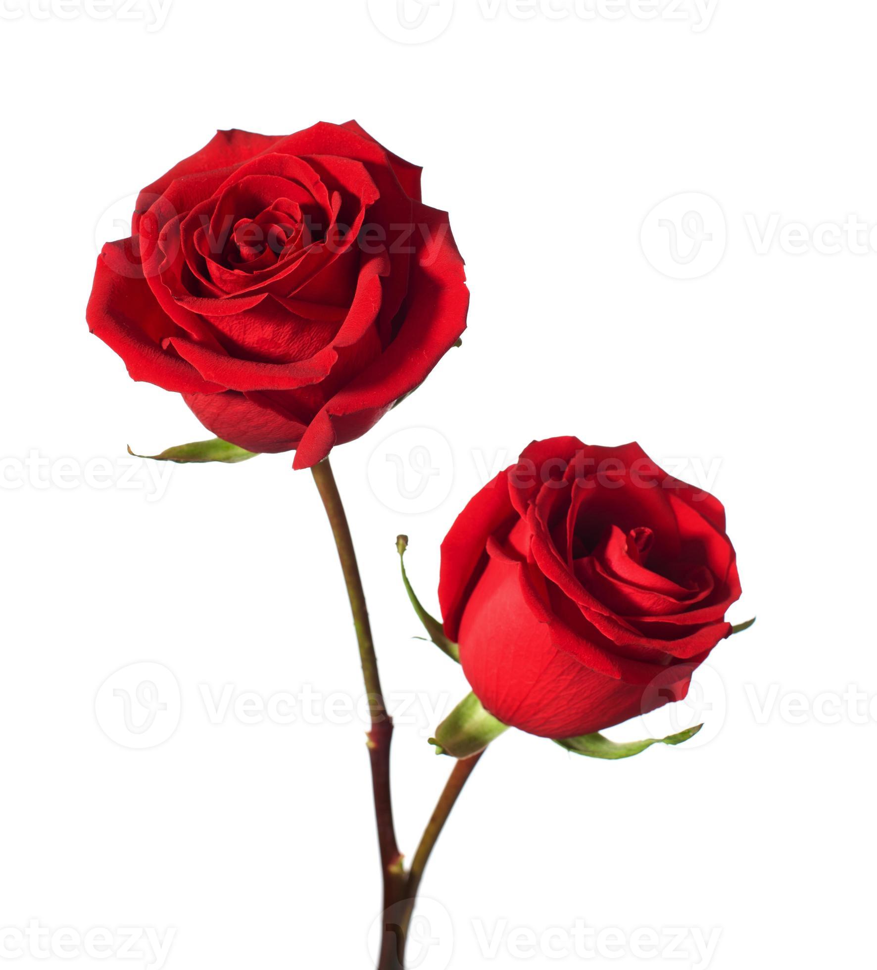 Two Red Rose Isolated On White 854988