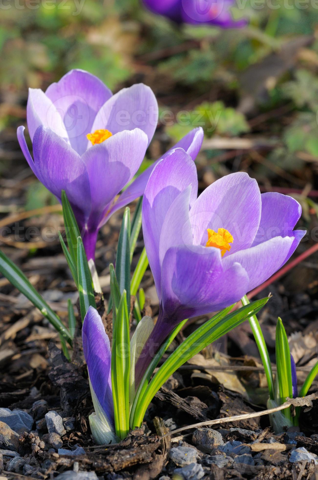 Какого цвета цветок крокус. Крокус Шафран весенний. Первоцветы крокусы. Крокус фиолетовый первоцвет. Шафран первоцвет.
