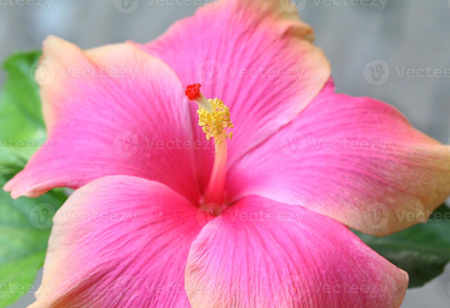 flor de hibisco rosa, flor tropical. foto