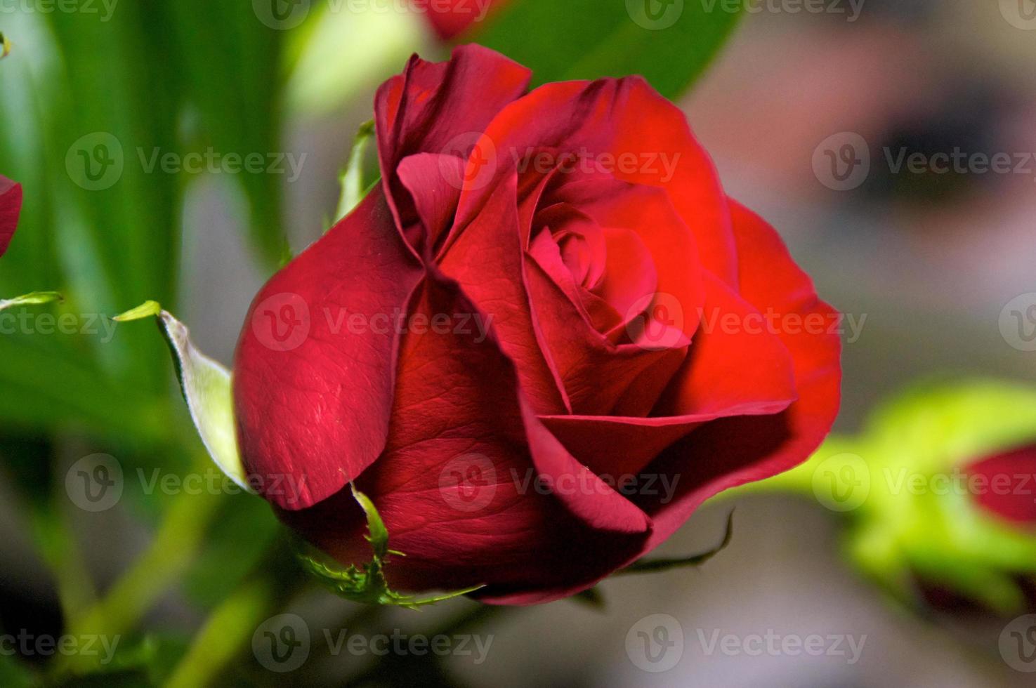 rosa roja de cerca foto