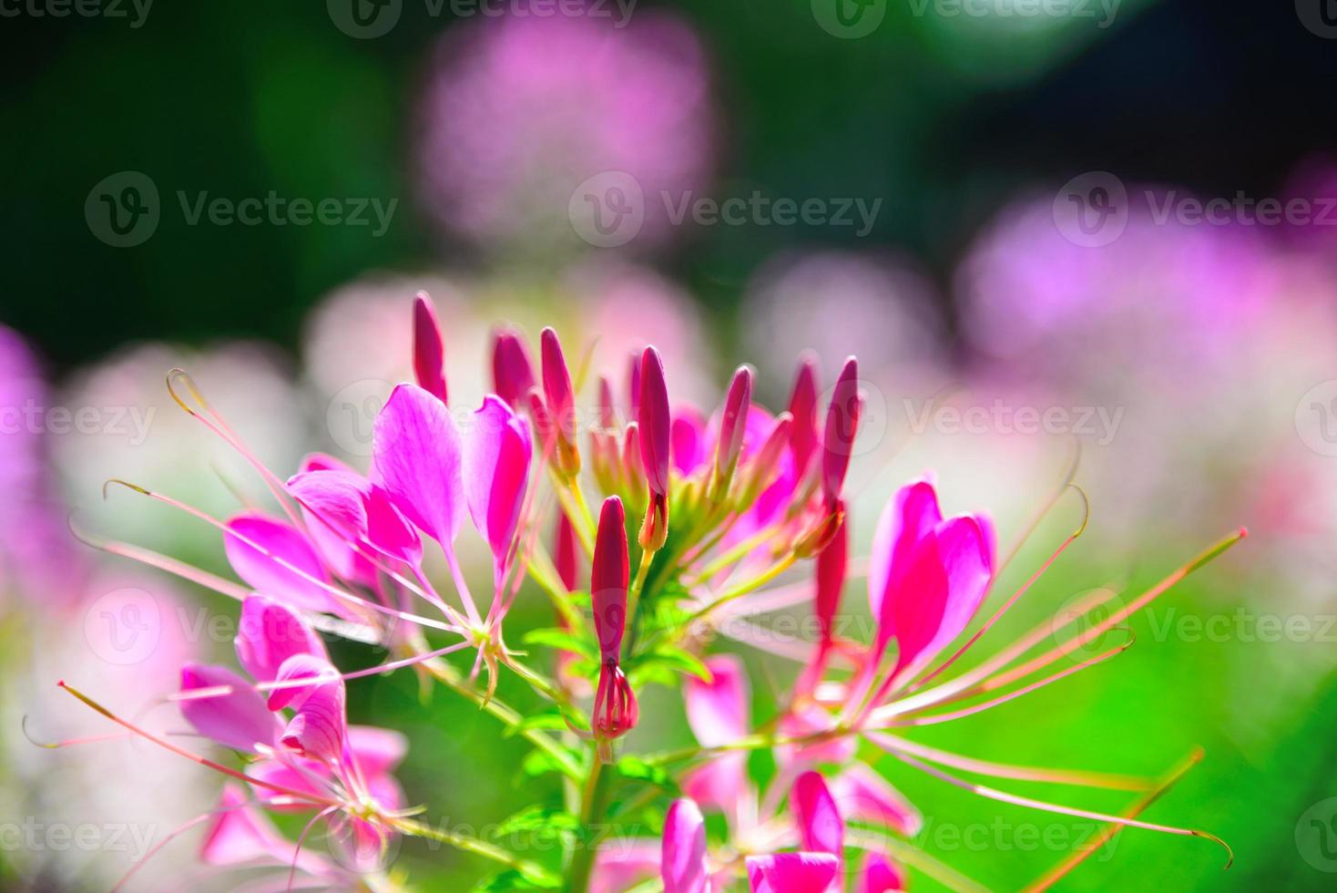 tara de flores occidentales foto