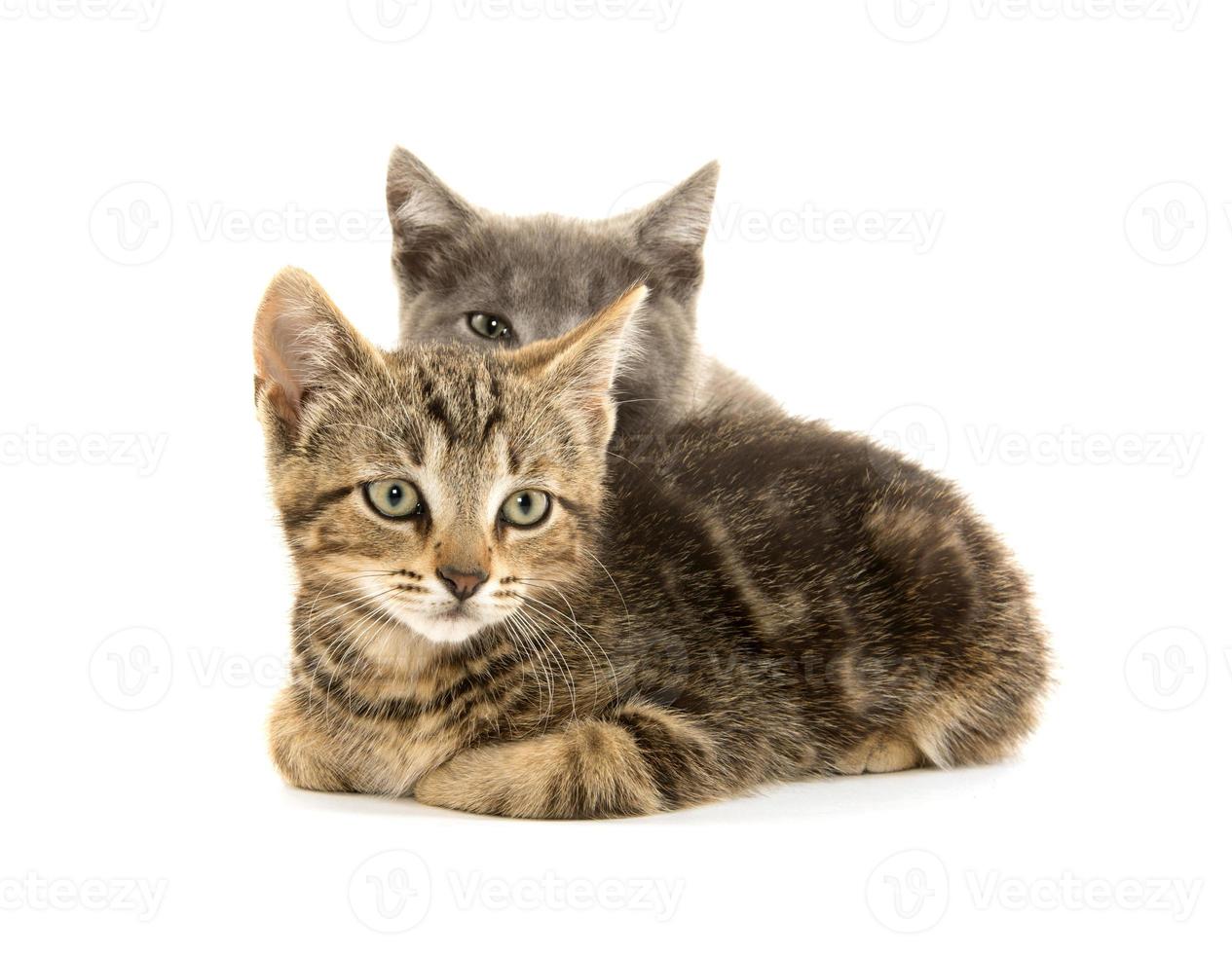 Two cute kittens on white photo