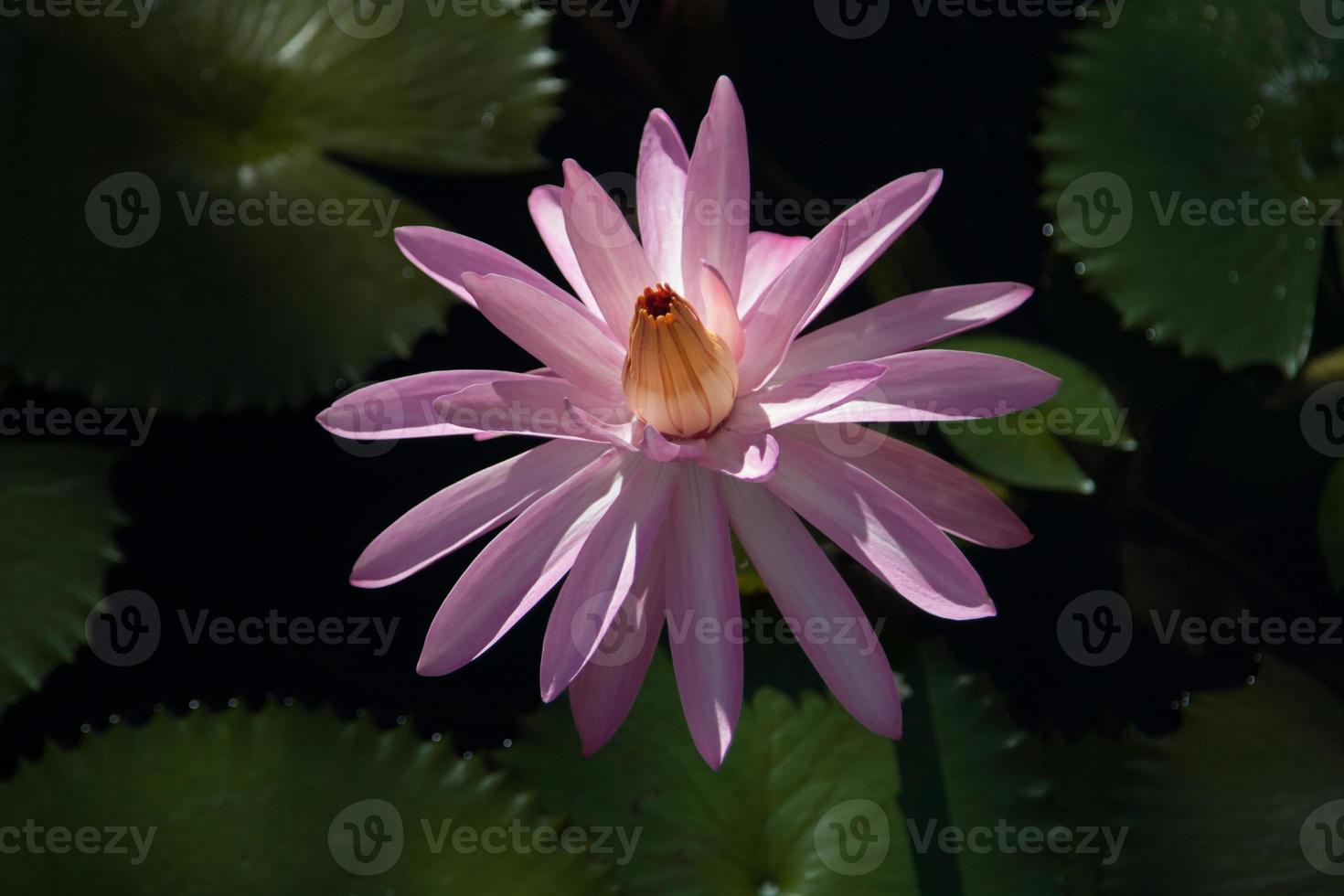flor de loto fiji foto