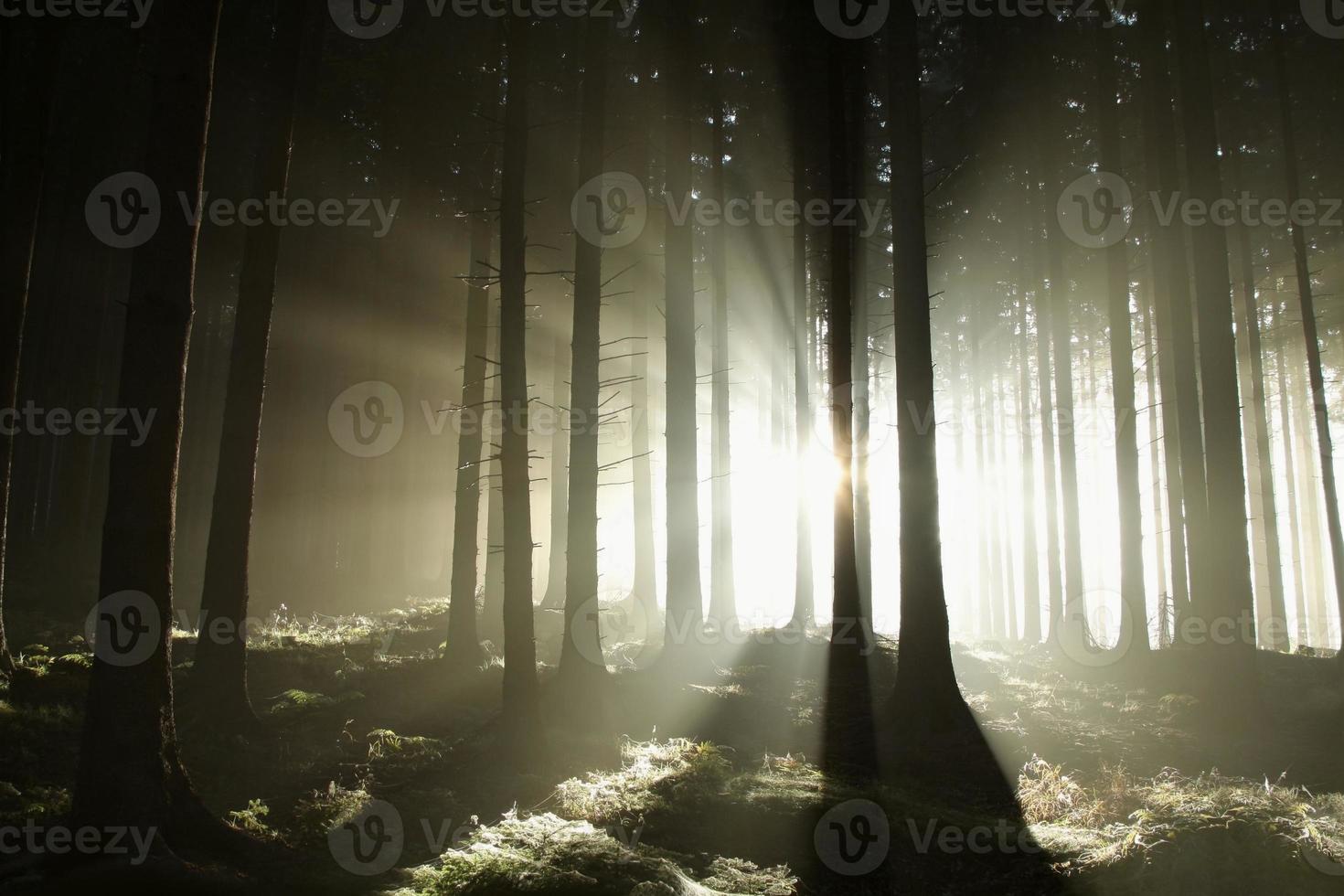 Misty sunny morning in the coniferous woods photo