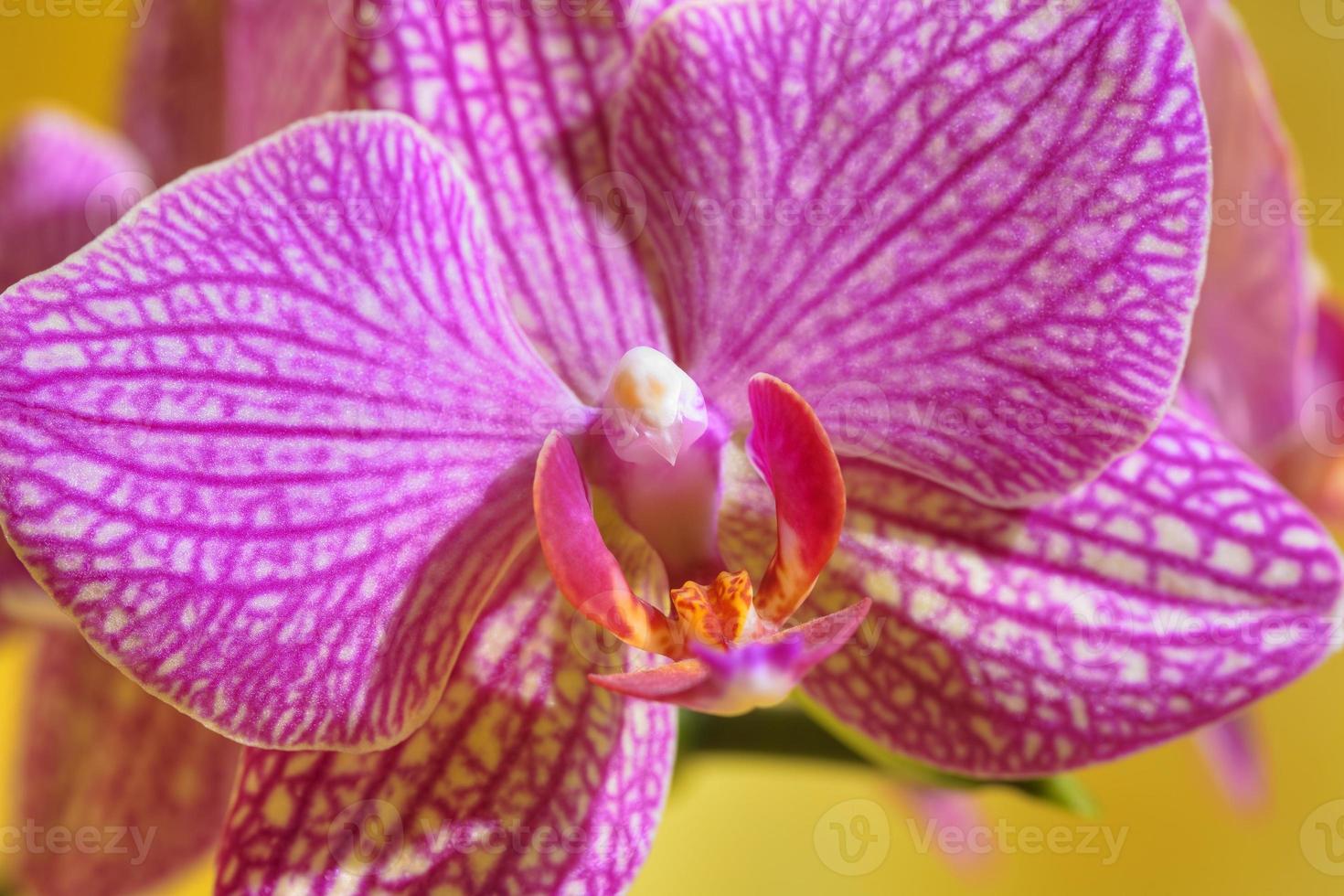 Orchid flower photo