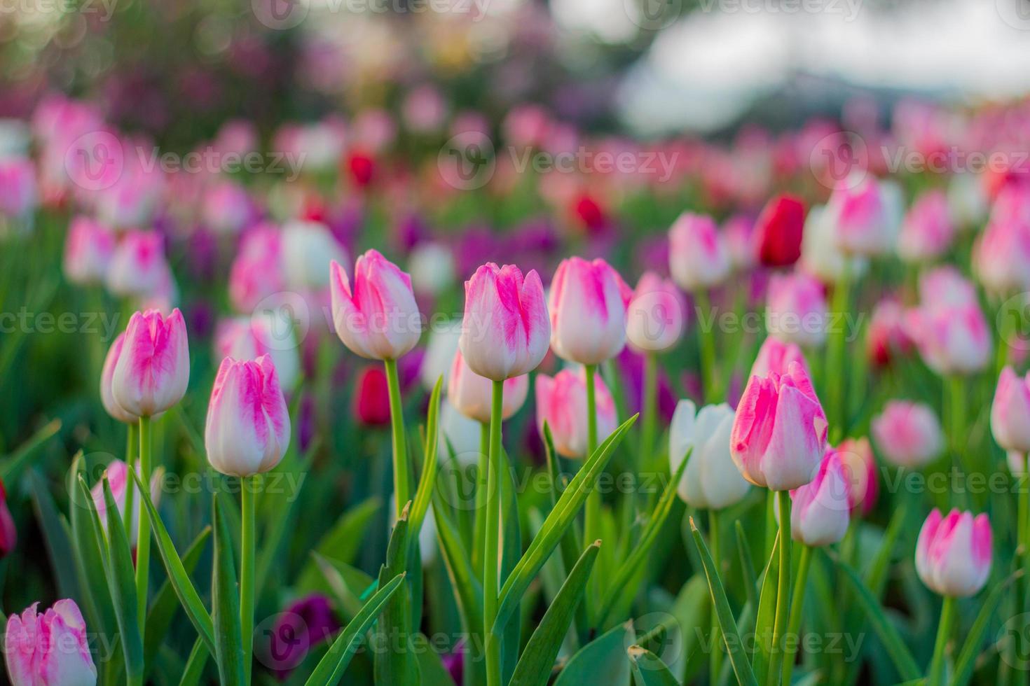 flor de tulipanes foto