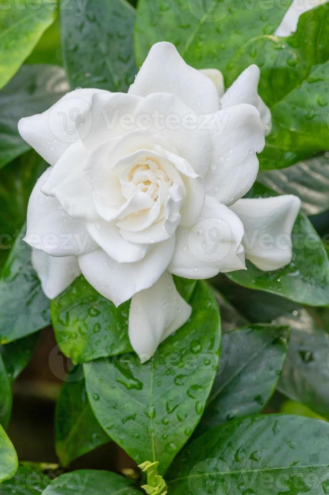 flor de gardenia blanca con hojas verdes brillantes foto