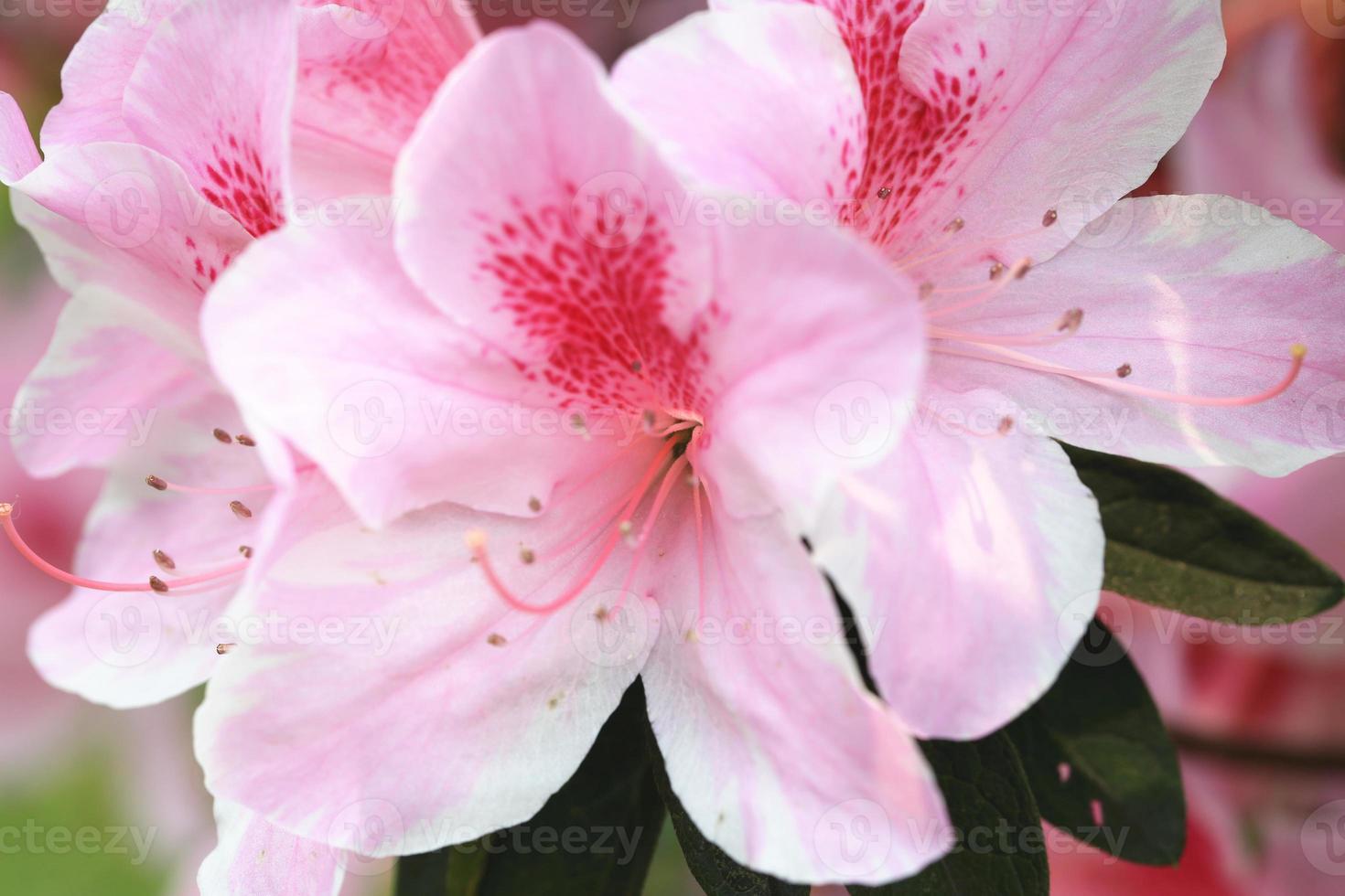Azalea flowers photo