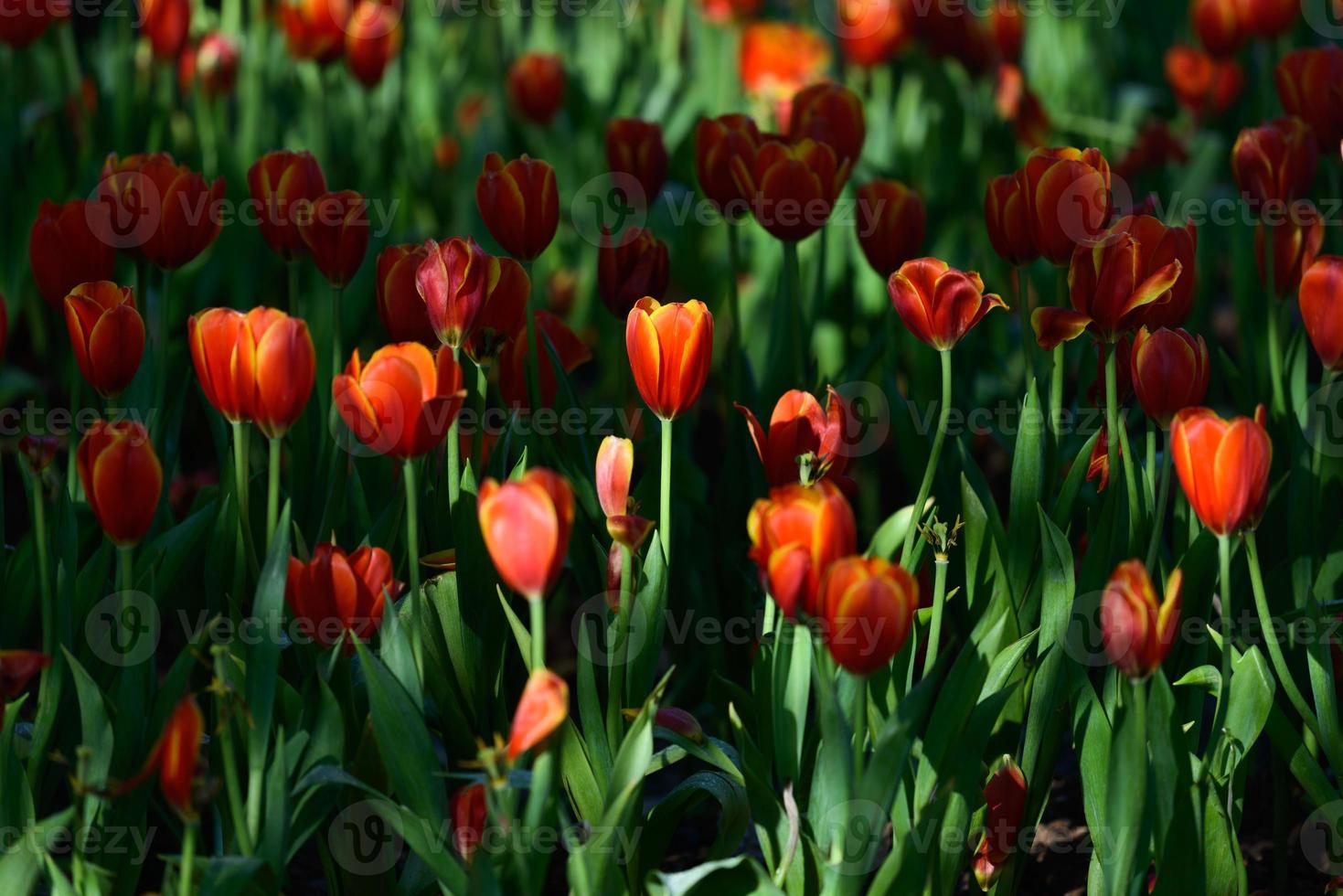 Flor de tulipán foto