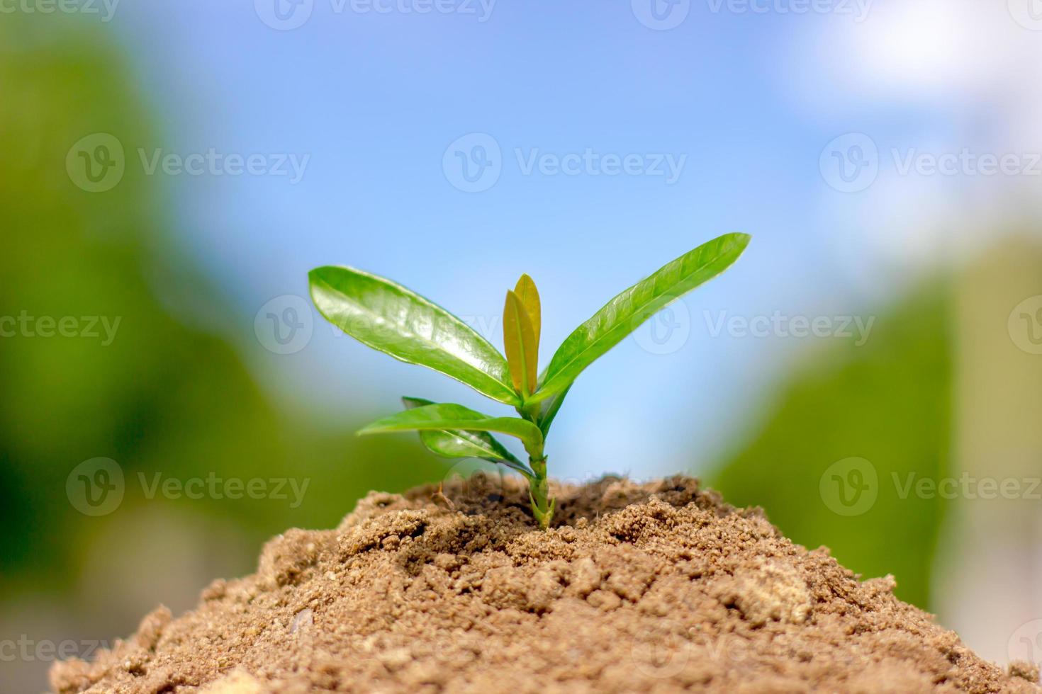 seeding plant photo