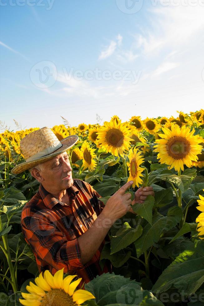 agricultor senior en un campo examinando cultivos foto