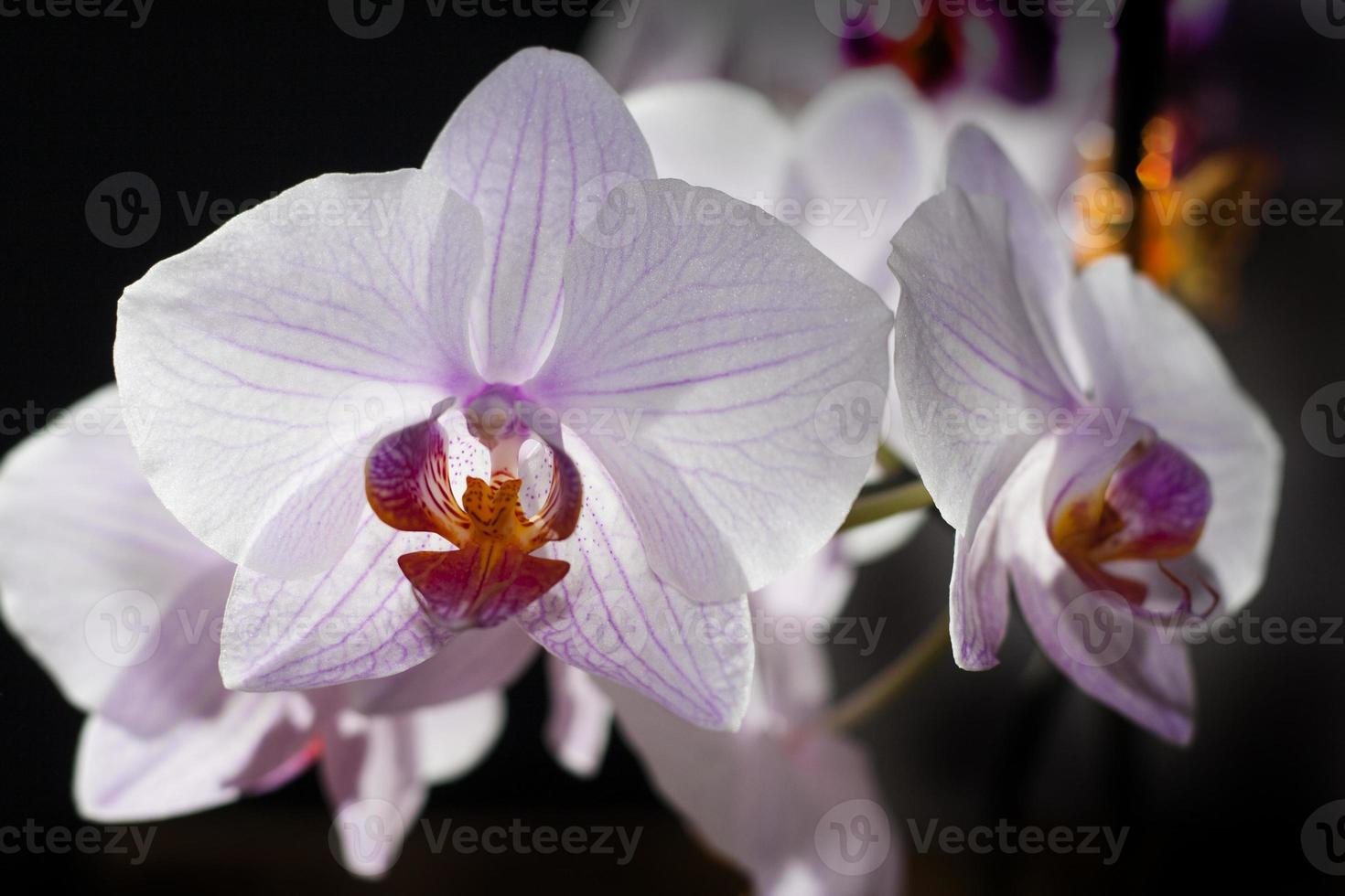 Orquídea foto