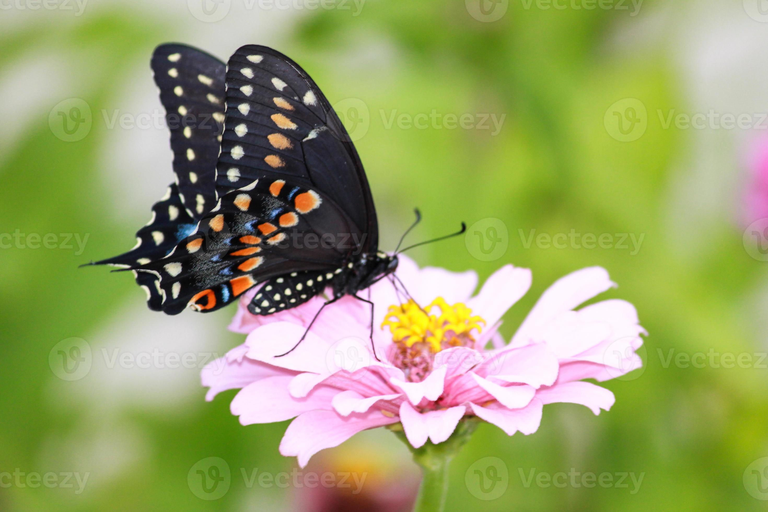 flor mariposa foto