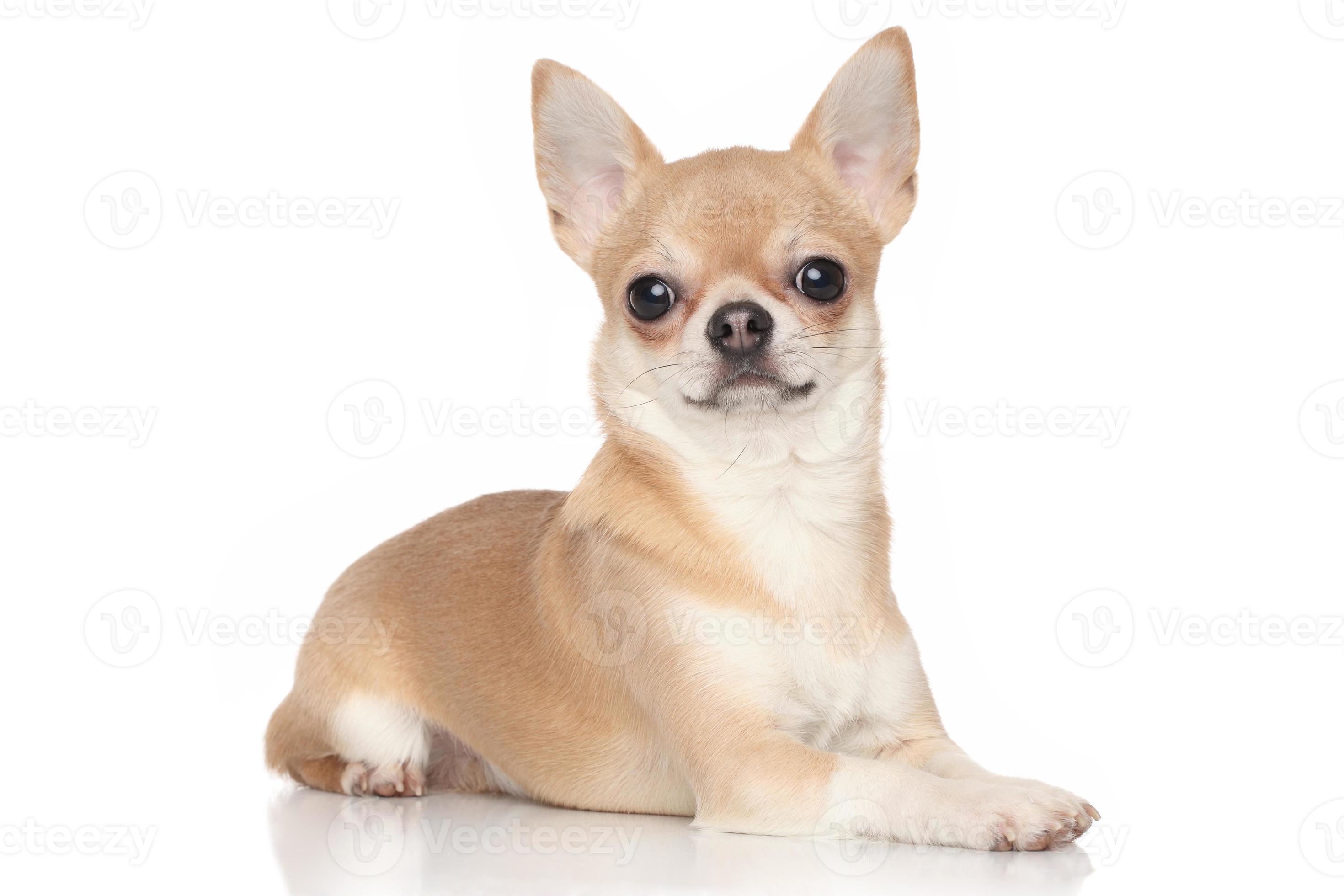 Chihuahua on white background 868782 Stock Photo at Vecteezy