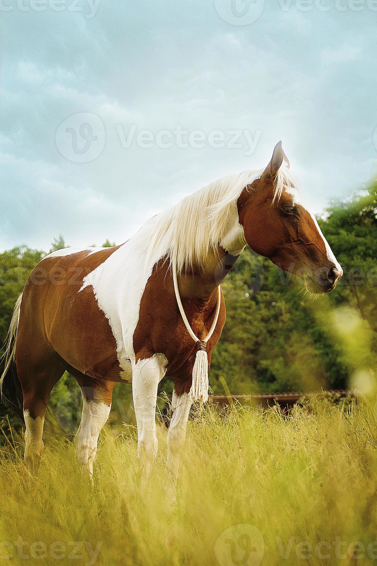 Beautiful Paint Horses Beautiful Paint Horse Prancing Running Photo