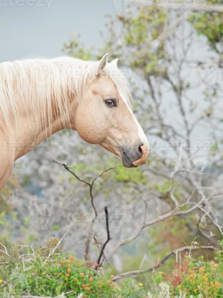 portrait of palomino stallion of quarterhorse breed. photo