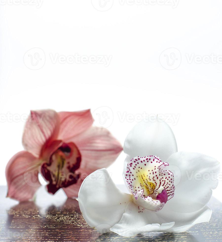 hermosa flor de orquídea foto