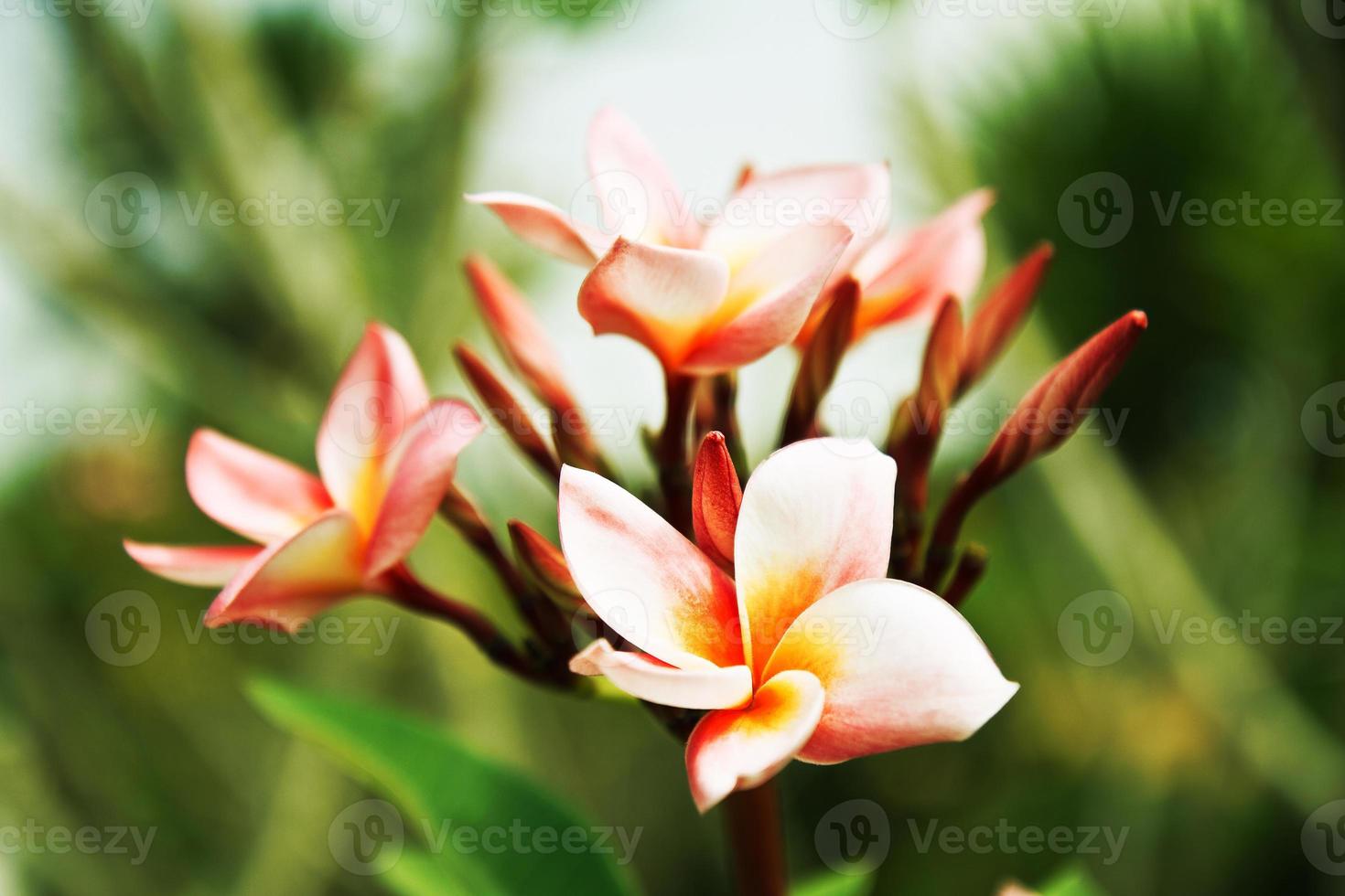 flores frangipani foto