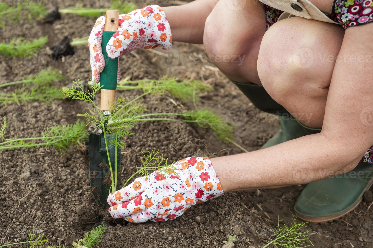 Person in the garden transplanting seedlings photo