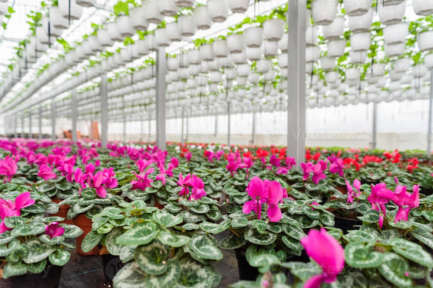 Flower culture in a greenhouse photo