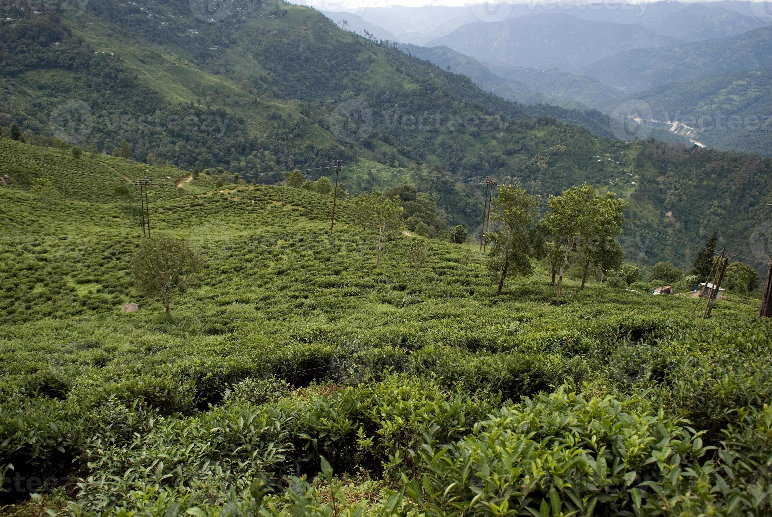 Tea Garden, West Bengal, India 881630 Stock Photo at Vecteezy