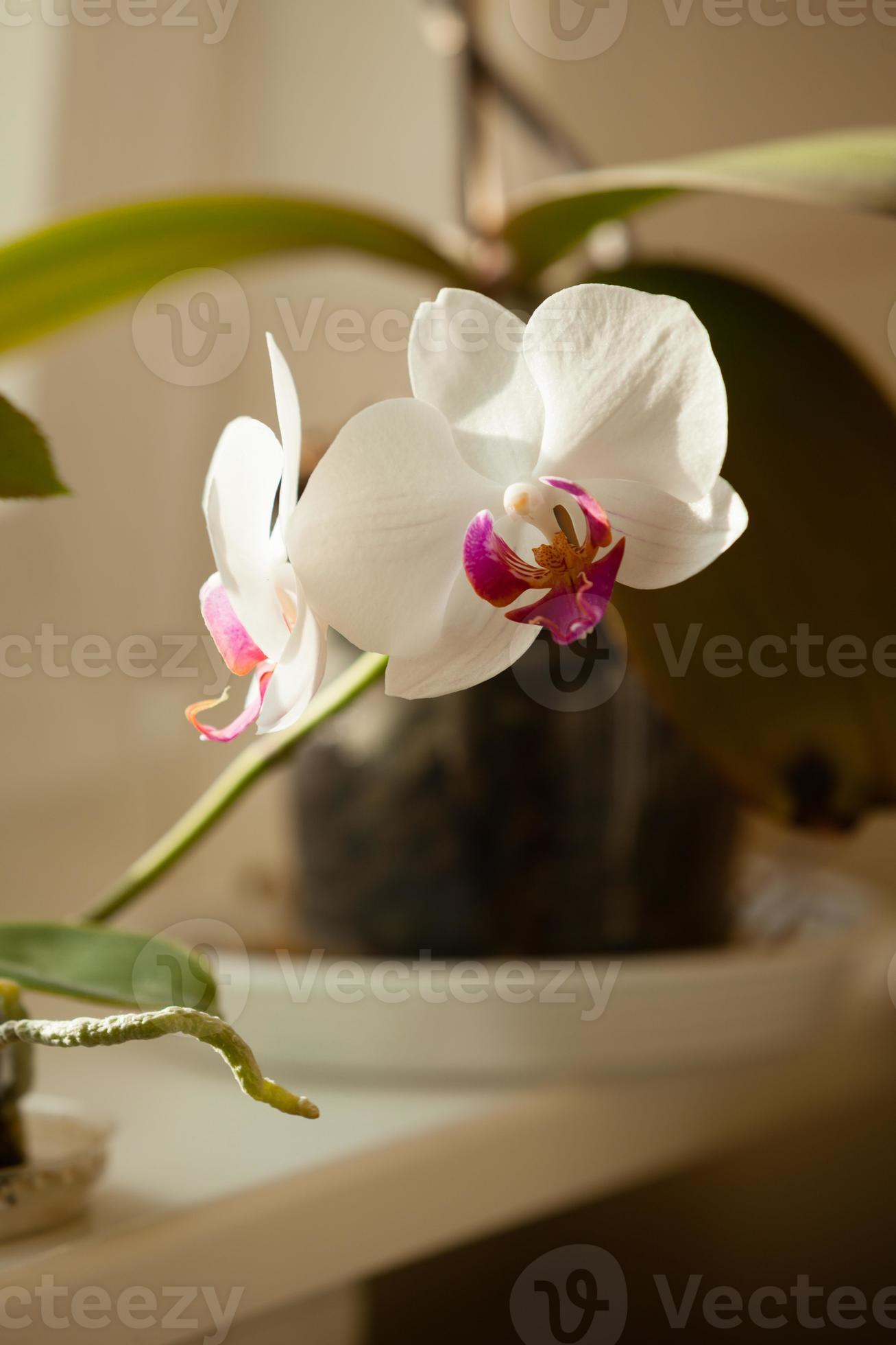 Phalaenopsis. Flor de orquídea blanca interior. foto