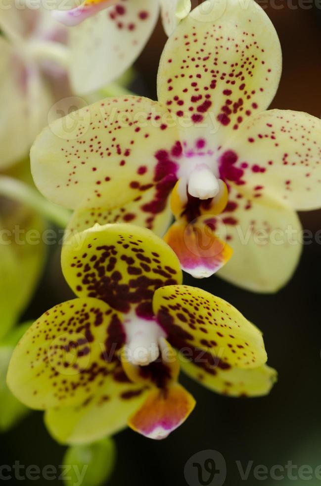 flores de orquideas foto