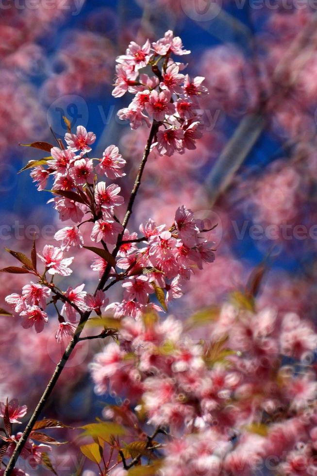 Prunus de cereza del Himalaya foto