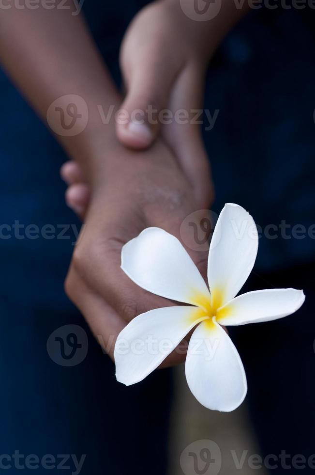 Tropical flower frangipani (plumeria) in hand photo
