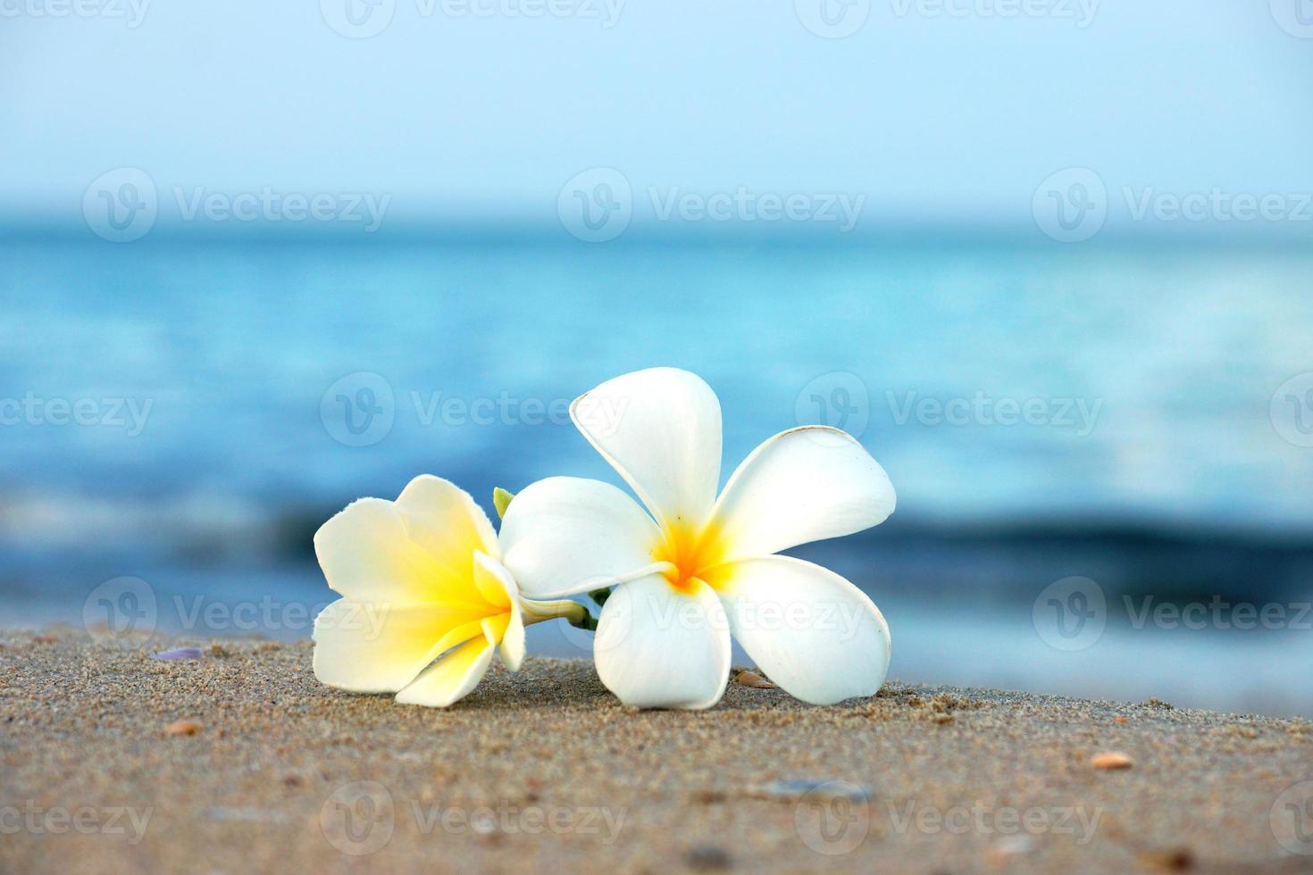 dos flores de plumeria en la arena de la playa 884139 Foto de stock en