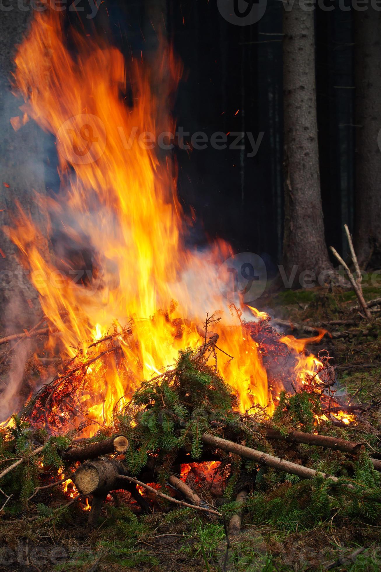 Burning spruce branches. Cleaning the forest. 885941 Stock Photo at Vecteezy