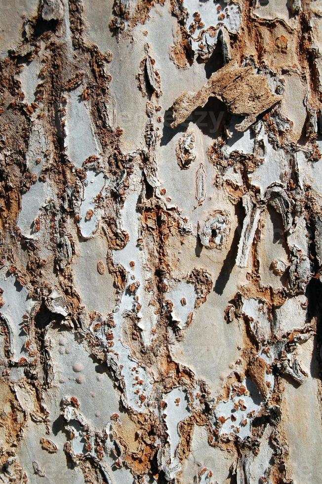 corteza de árbol con textura foto