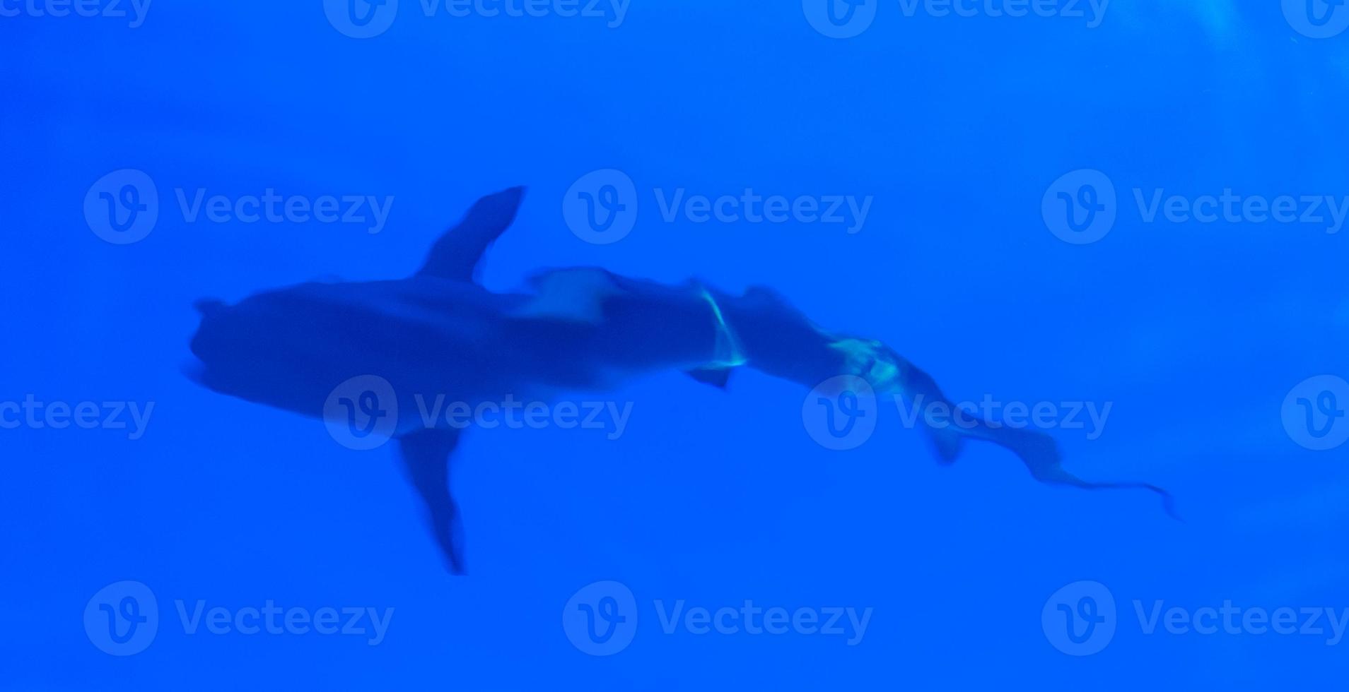 tiburón galápagos foto