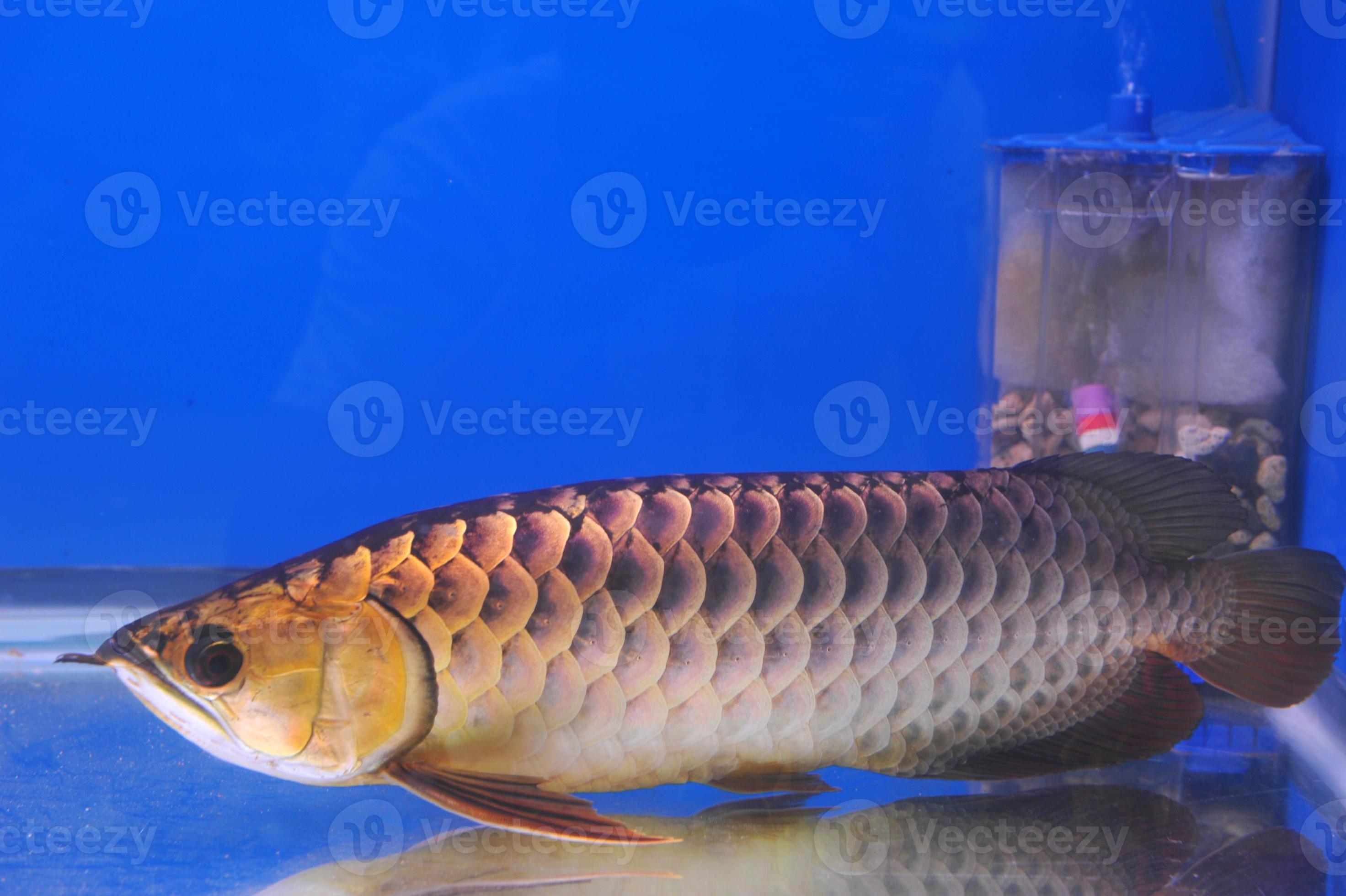 Asian arowana 886803 Stock Photo at Vecteezy Asian arowana 886803 Stock Photo at Vecteezy