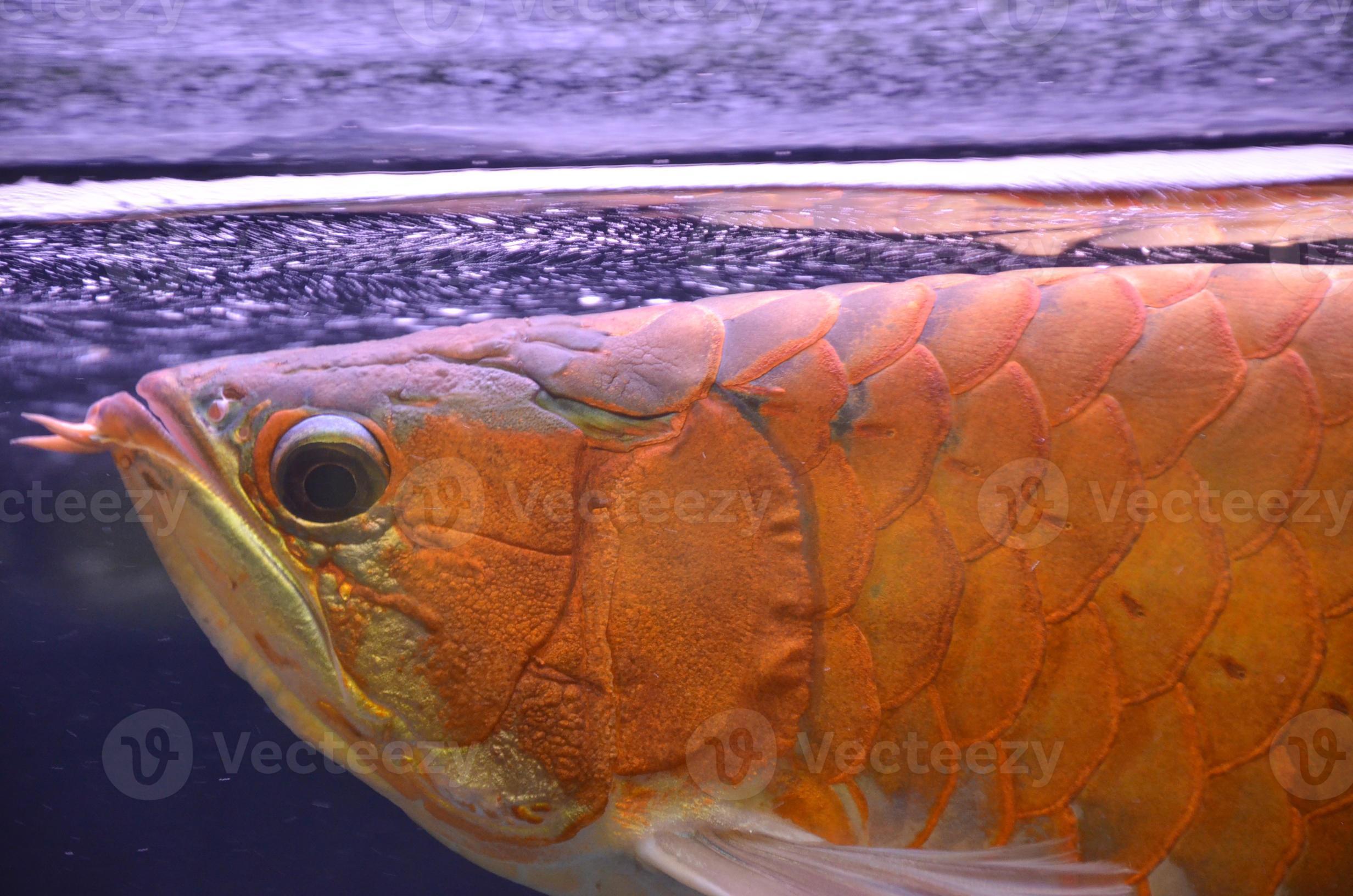 Asian arowana 886994 Stock Photo at Vecteezy Asian arowana 886994 Stock Photo at Vecteezy