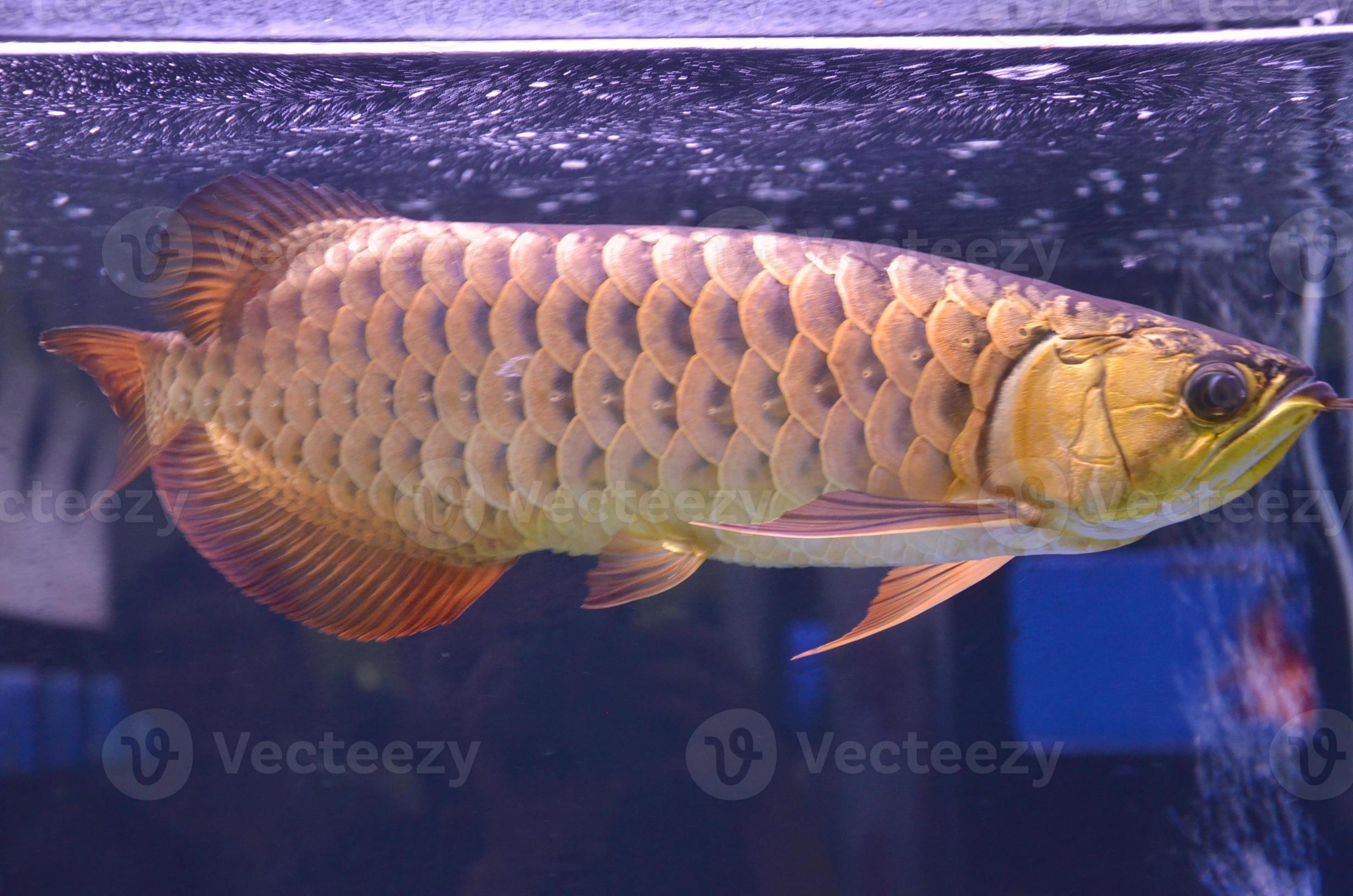 Asian arowana 888437 Stock Photo at Vecteezy Asian arowana 888437 Stock Photo at Vecteezy