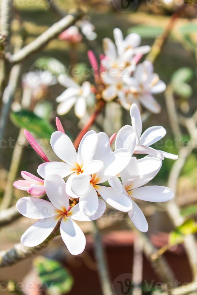 Frangipanis flower photo