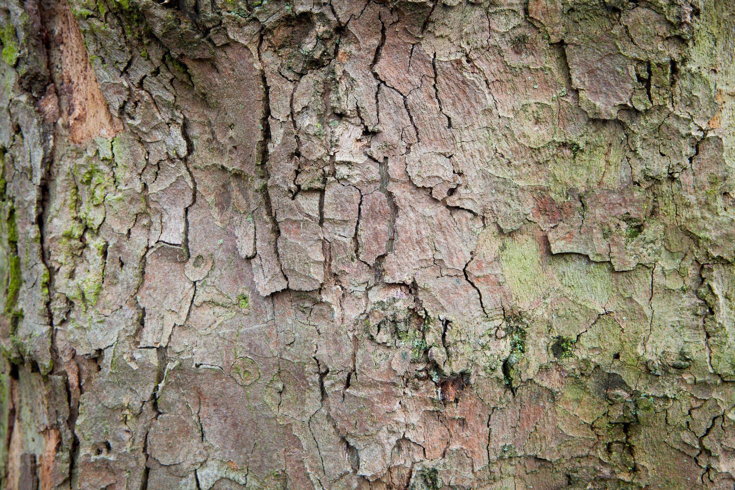 Fondo de árbol abstracto de tablón de madera de madera foto