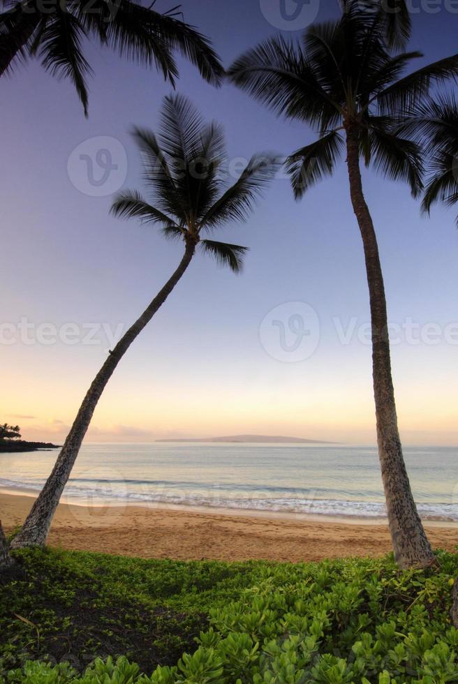 Palm trees at dawn on Ulua Beach, Maui, Hawaii photo