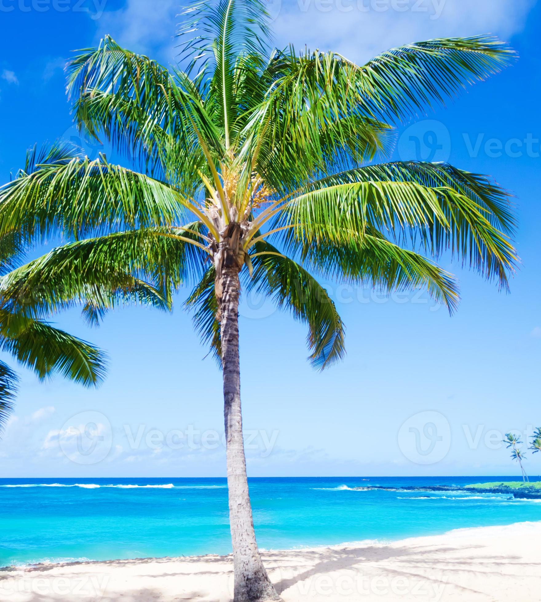Coconut Palm tree on the sandy beach in Hawaii, Kauai 889737 Stock