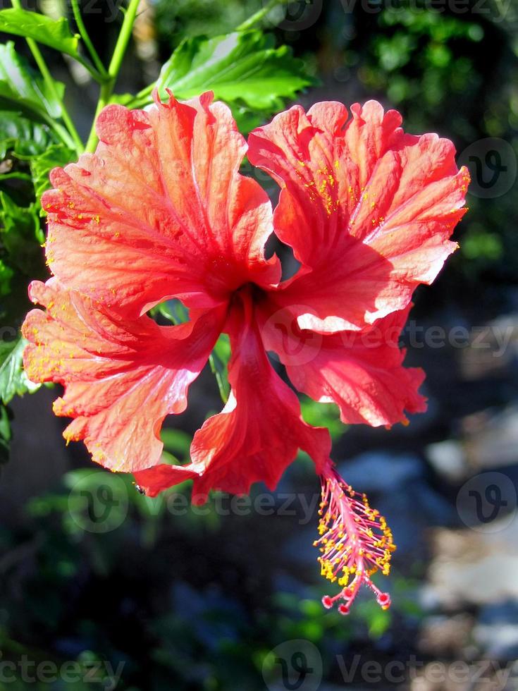 Tropical Hibiscus photo