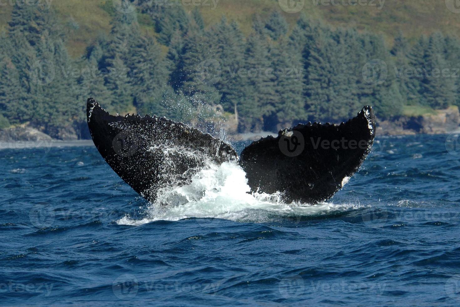 Humpback Whale Fluke photo