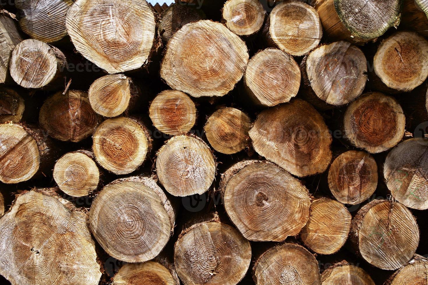 Tree ring of felling wood photo