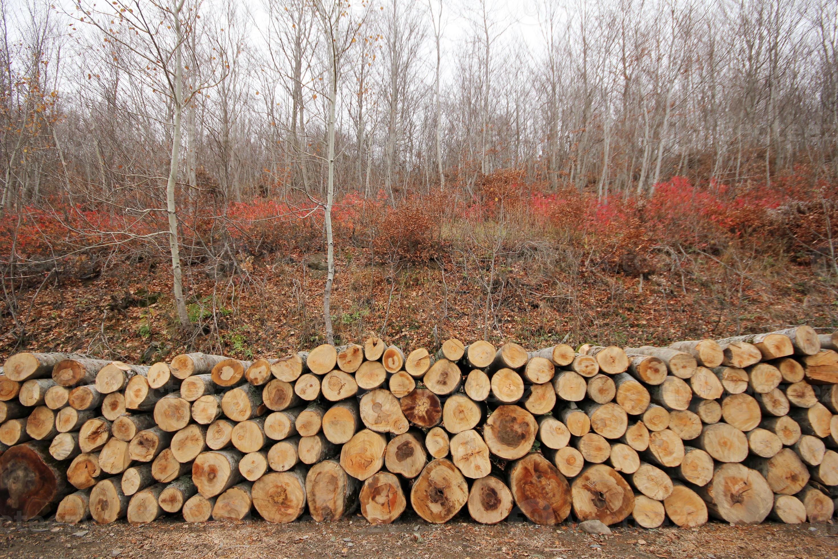 Timber stock photo