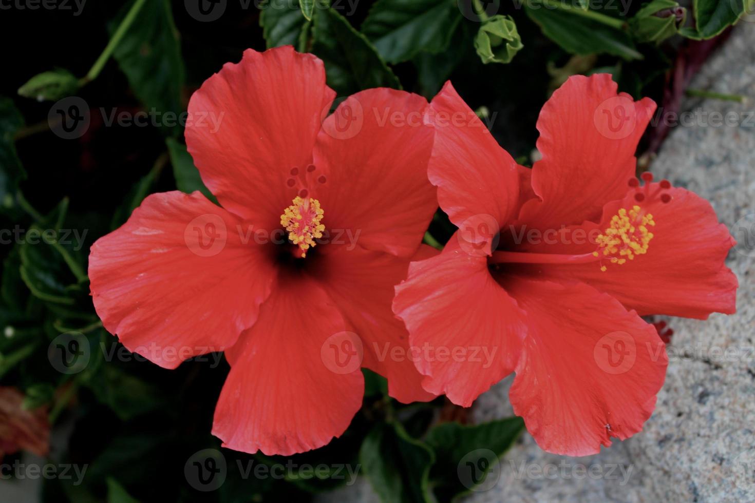 ruby red Hibiscus flowers 890321 Stock Photo at Vecteezy