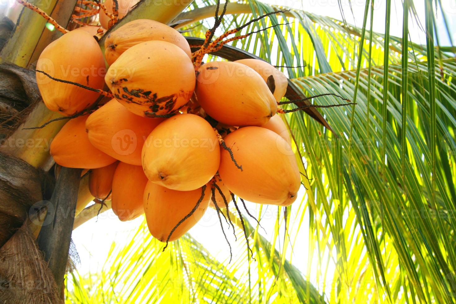 cocos de palmera foto